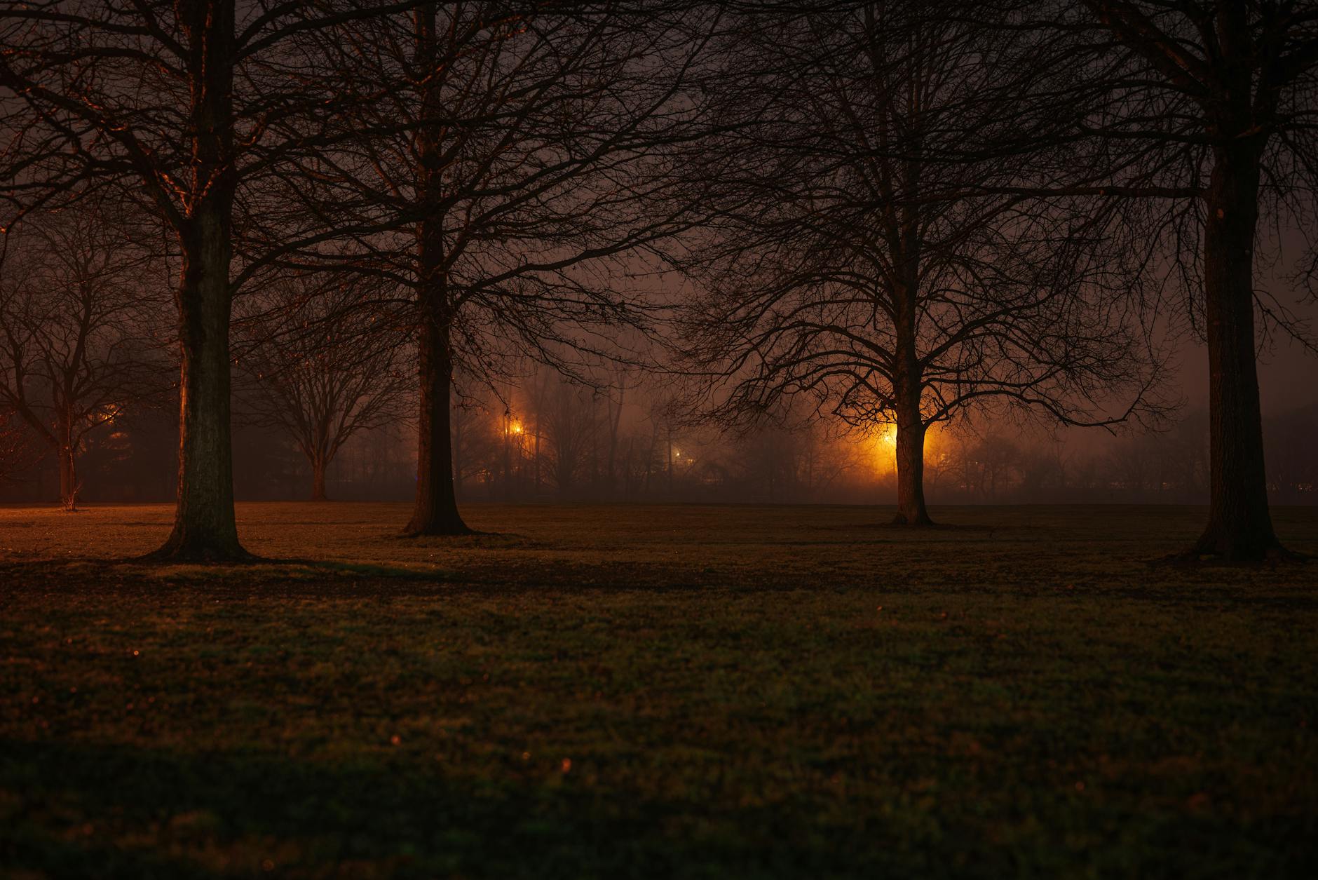 Nocny, mglisty park z latarniami i nagimi drzewami w jesiennej aurze